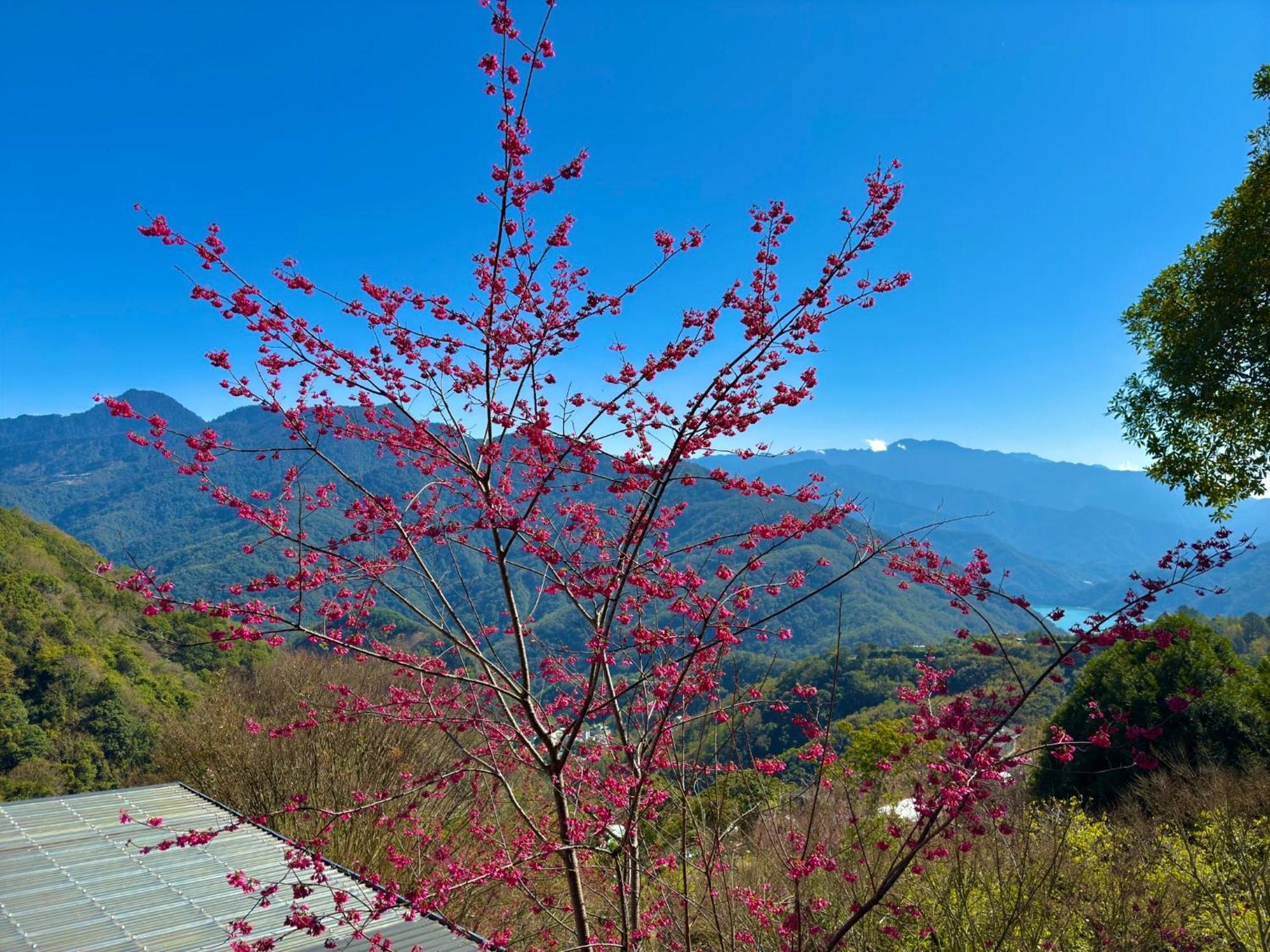 Tian Hsiang Tea B&B Renai Exterior photo